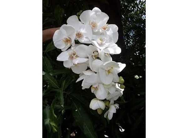 Flores: Buquês de noiva : Buquê cacho de uva orquídea phalaenopsis |  Floricultura Muriel - (11) 4666-3069