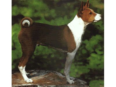 Basenji