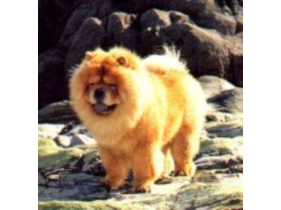  Chow Chow