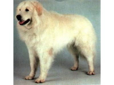 Kuvasz