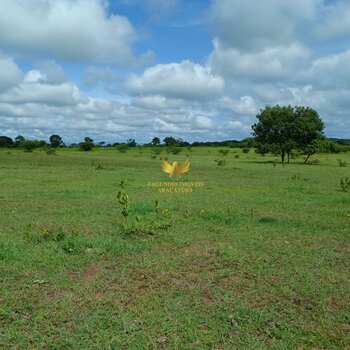 FAZENDA - SELVIRIA   MS