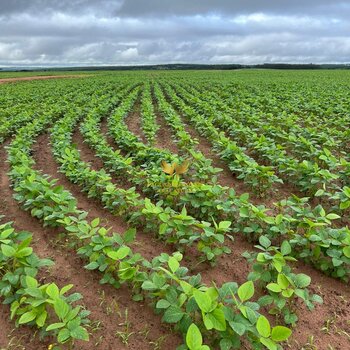 FAZENDA 910 ALQUEIRES(GOIANO) MINEIROS GO