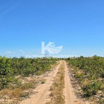 FAZENDA TOCANTINS